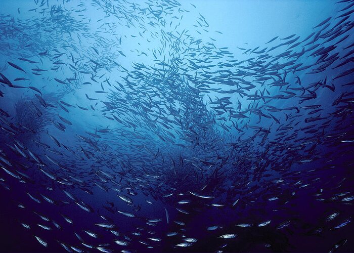 Feb0514 Greeting Card featuring the photograph Northern Anchovies San Clemente by Flip Nicklin