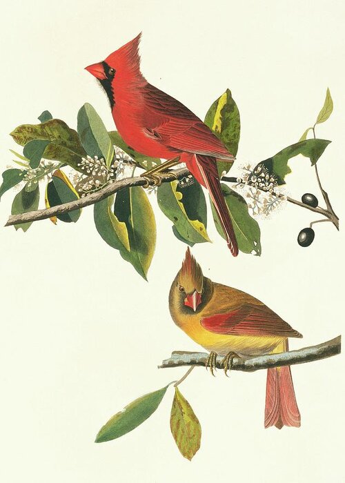 Illustration Greeting Card featuring the photograph Northern Cardinal Birds by Natural History Museum, London/science Photo Library