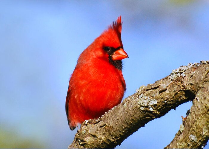 Northern Cardinal Greeting Card featuring the photograph Northern Cardinal by Christina Rollo