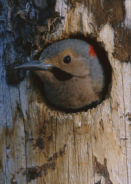 Feb0514 Greeting Card featuring the photograph Northern Flicker In Nest Cavity Alaska by Michael Quinton
