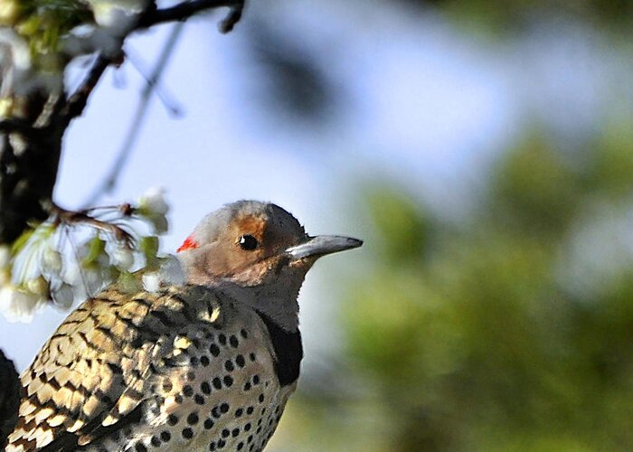 Nava Jo Thomspon Greeting Card featuring the photograph Northern Flicker Woodpecker by Nava Thompson