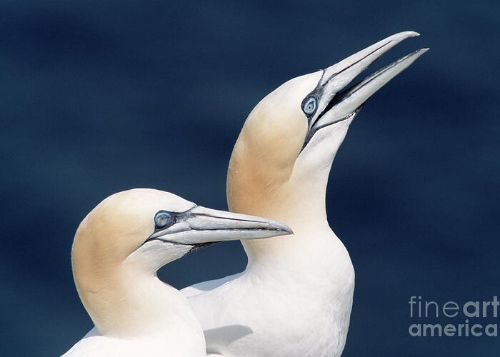 00342372 Greeting Card featuring the photograph Northern Gannets Newfoundland by Yva Momatiuk John Eastcott