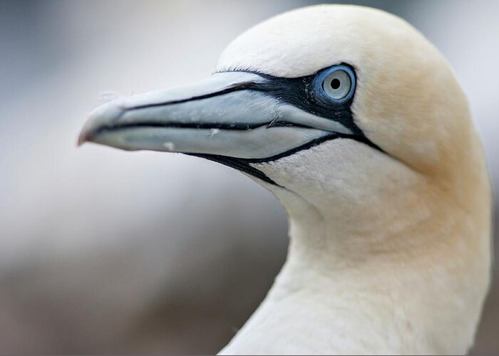 Close-up Greeting Card featuring the photograph Northern Gannet by Lewis Houghton/science Photo Library
