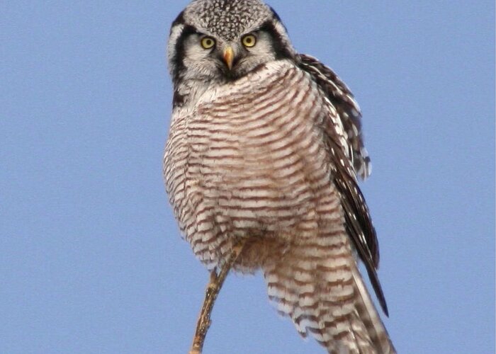 Birds Greeting Card featuring the photograph Northern Hawk Owl by Larry Trupp