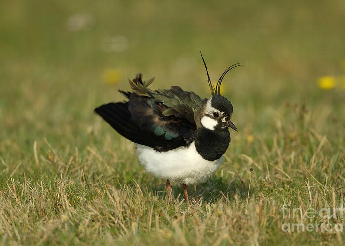 Northern Lapwing Greeting Card featuring the photograph Northern Lapwing by Helmut Pieper