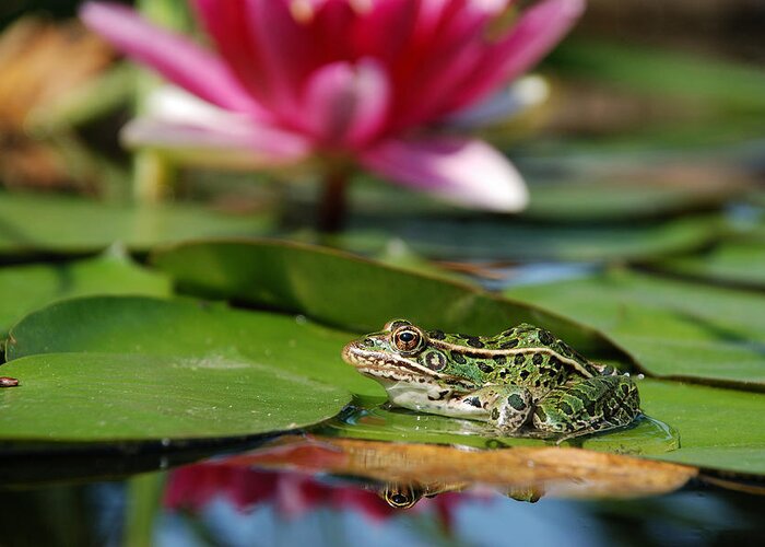 Amphebians Greeting Card featuring the photograph Northern Leopard Frog And A Lily by Janice Adomeit