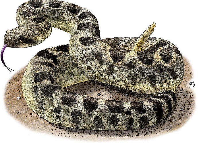 Animal Greeting Card featuring the photograph Northern Pacific Rattlesnake by Roger Hall