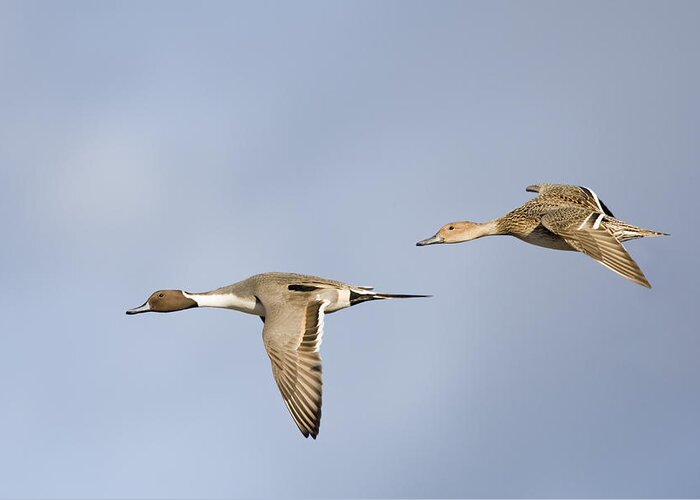 Flpa Greeting Card featuring the photograph Northern Pintails Flying Gloucestershire by Dickie Duckett