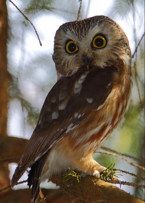 Owl Greeting Card featuring the photograph Northern Saw-whet Owl II by Bruce J Robinson