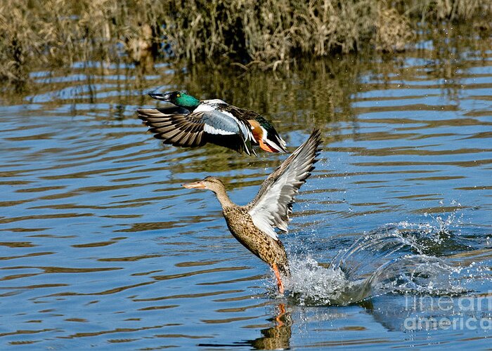 Male Northern Shoveler Greeting Card featuring the photograph Northern Shoveler Pair by Anthony Mercieca