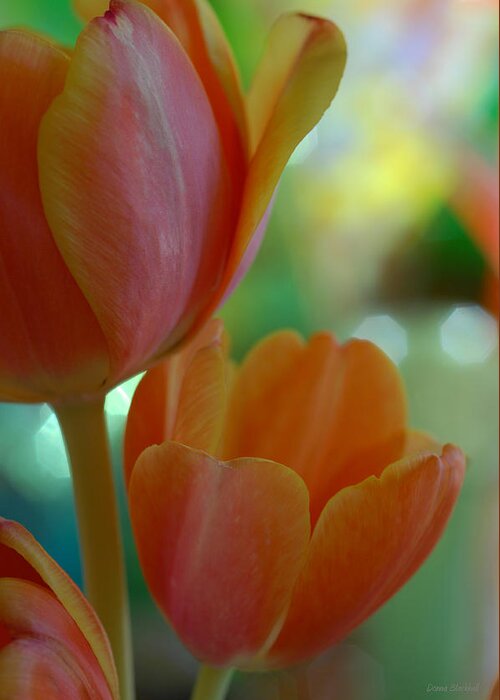 Tulips Greeting Card featuring the photograph Nothing As Sweet As Your Tulips by Donna Blackhall