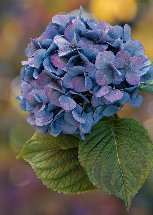 Hydrangea Greeting Card featuring the photograph November Hydrangea by Angie Vogel