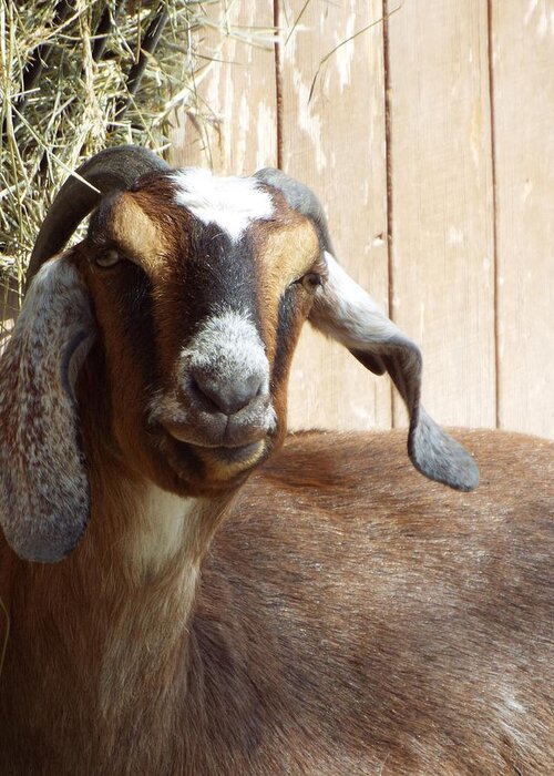 Nubian Goat Greeting Card featuring the photograph Nubian Goat by Caryl J Bohn