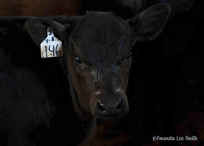 Calf Greeting Card featuring the photograph Number 146 by Amanda Smith