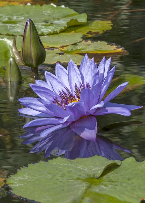 Nature Greeting Card featuring the photograph Nymphaea Water Lily DTHB1633 by Gerry Gantt