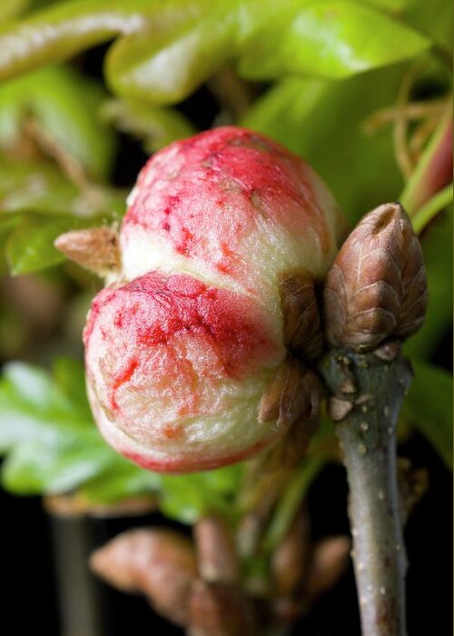 Oak Apple Greeting Card featuring the photograph Oak Apple Gall On Oak (quercus Robur) by Dr Jeremy Burgess