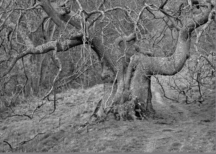 Oak Tree Greeting Card featuring the photograph Oak Haddon by Jerry Daniel