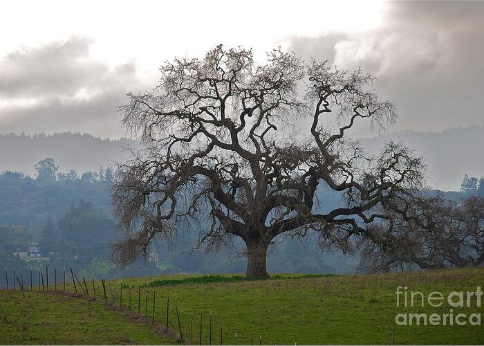 California Oak Greeting Card featuring the photograph Oak in Fog by Amy Fearn