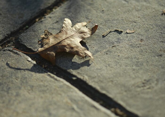 Fall Greeting Card featuring the photograph Oak Leaf on Autumn Sidewalk by Valerie Collins