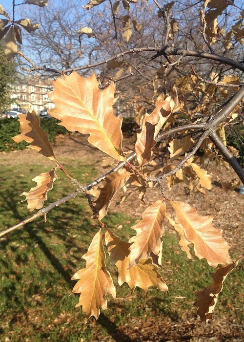 Fall Greeting Card featuring the photograph Oak Leaves by Joseph Yarbrough