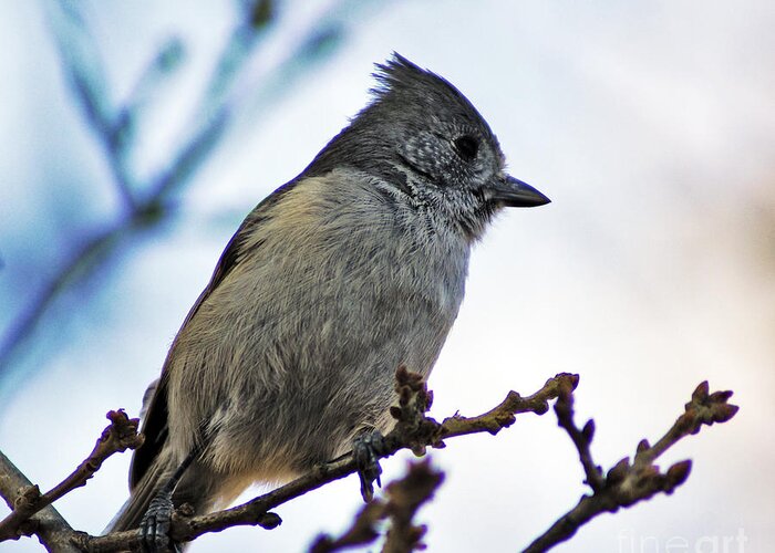 California Greeting Card featuring the photograph Oak Titmouse by Gary Brandes