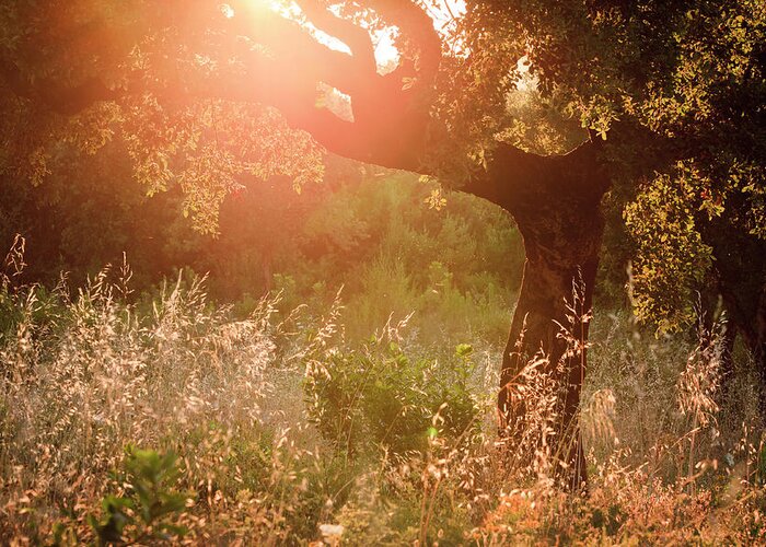 Grass Greeting Card featuring the photograph Oak Tree Against Evening Sun by Aprott