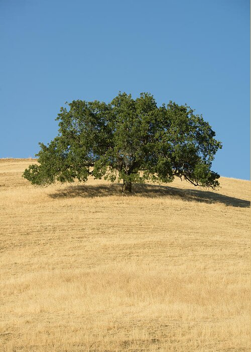 538012 Greeting Card featuring the photograph Oak Tree Mount Diablo State Park by Kevin Schafer