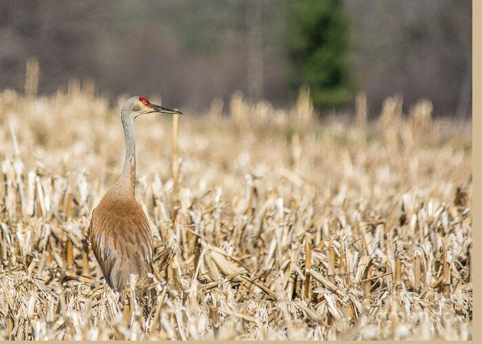 Cornfield Greeting Card featuring the photograph Observing Crane by Cheryl Baxter
