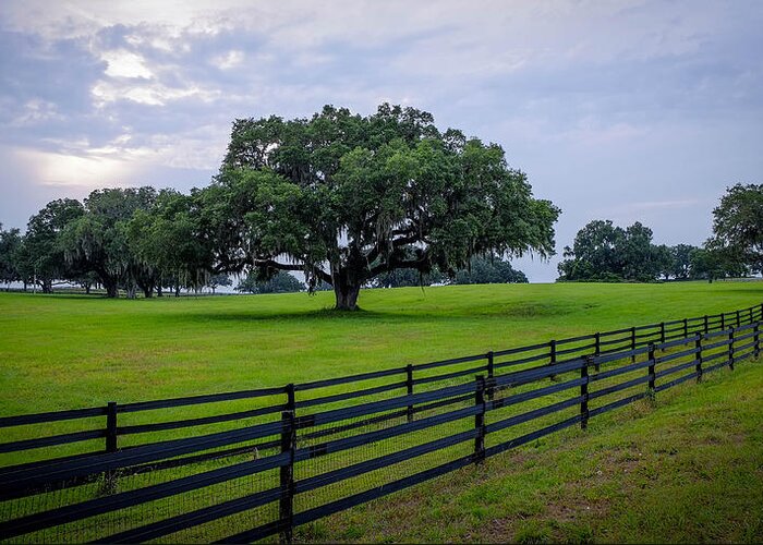Ocala Horse Farms Greeting Card featuring the photograph Ocala Pasture by Louis Ferreira