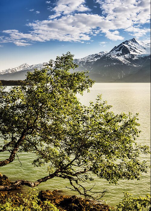 Alaska Greeting Card featuring the photograph Sea of Tranquility #2 by Michele Cornelius