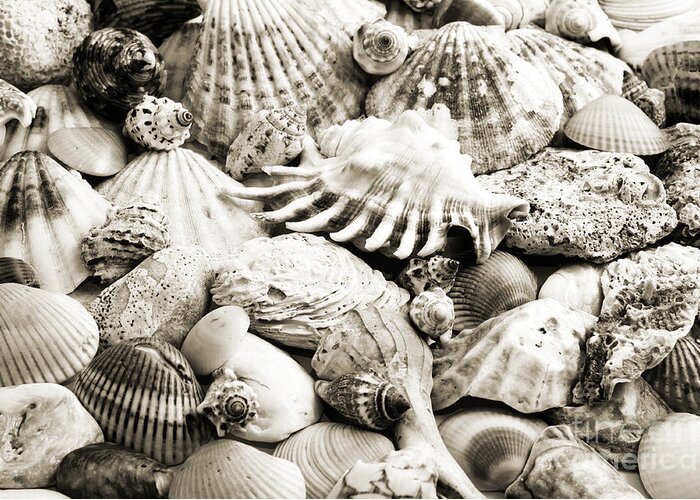 Seashell Greeting Card featuring the photograph Ocean Seashells 1 B W by Andee Design