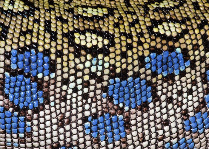 Reptile Greeting Card featuring the photograph Ocellated Lizard Skin Pattern by Nigel Downer
