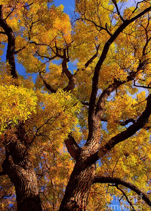 Cottonwood Greeting Card featuring the photograph October by James BO Insogna