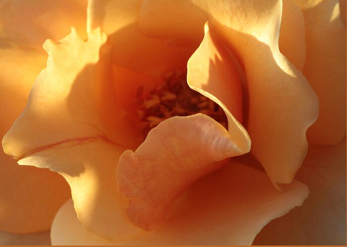 Connie Handscomb Greeting Card featuring the photograph October's Rose by Connie Handscomb