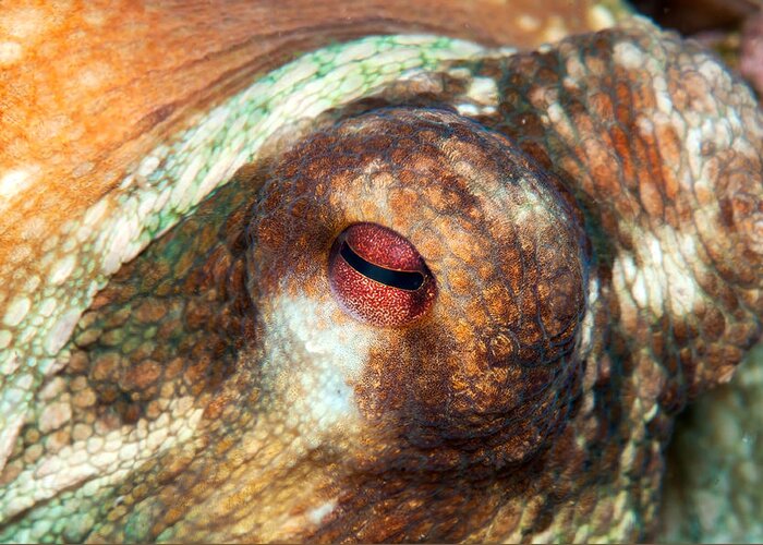 Octopus Greeting Card featuring the photograph Octopus Eye by Roy Pedersen