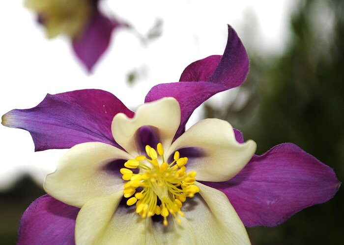 Columbine Greeting Card featuring the photograph Ode to Colorado by Jessica Tookey