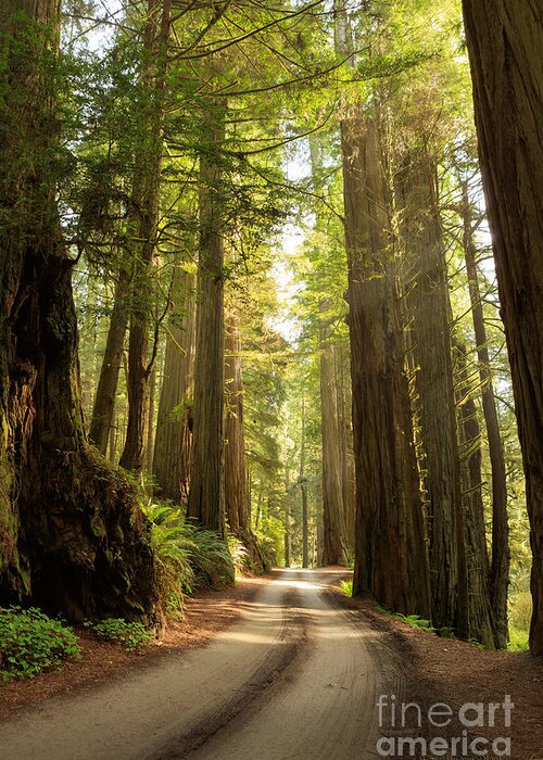 Redwoods Greeting Card featuring the photograph Off the Beaten Path by Beve Brown-Clark Photography