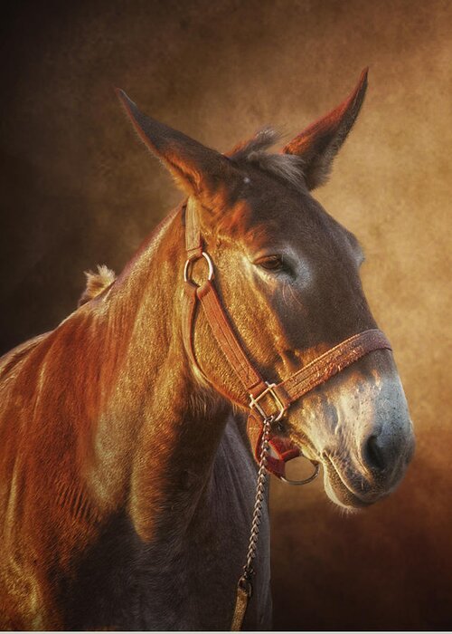 Portrait Greeting Card featuring the photograph Ol Red by Ron McGinnis