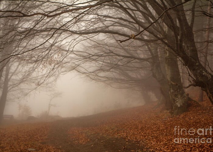 Auatomn Greeting Card featuring the photograph Old Beech Trees In Fog by Jivko Nakev