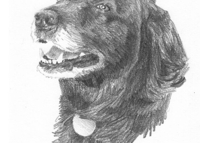 <a Href=http://miketheuer.com Target =_blank>www.miketheuer.com</a> Old Black Lab Pencil Portrait Greeting Card featuring the drawing Old Black Lab Pencil Portrait by Mike Theuer