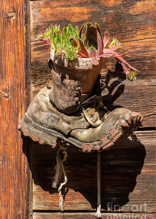 Old Boot Greeting Card featuring the photograph Old Boot Potted Plant - Swiss Alps by Gary Whitton