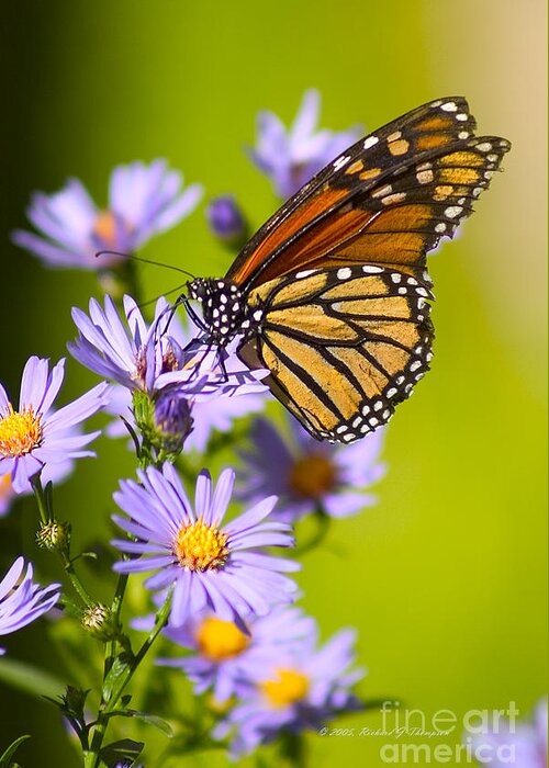Butterfly Greeting Card featuring the photograph Old Butterfly On Aster Flower by Richard J Thompson