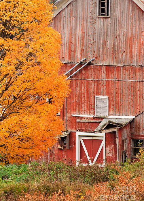 New England Greeting Card featuring the photograph Old dilapidated country barn during autumn. by Don Landwehrle