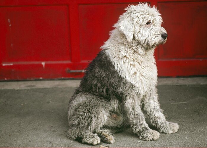 Animal Greeting Card featuring the photograph Old English Sheepdog by Bonnie Sue Rauch