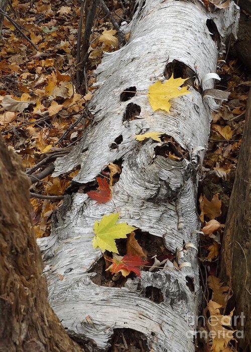 Nature Fall Autumn Birch Tree Outdoors Hunting Greeting Card featuring the photograph Old Fallen Birch by Erick Schmidt