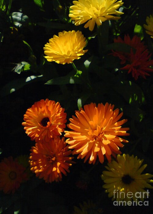 Old-fashioned Marigolds Greeting Card featuring the photograph Old-Fashioned Marigolds by Martin Howard