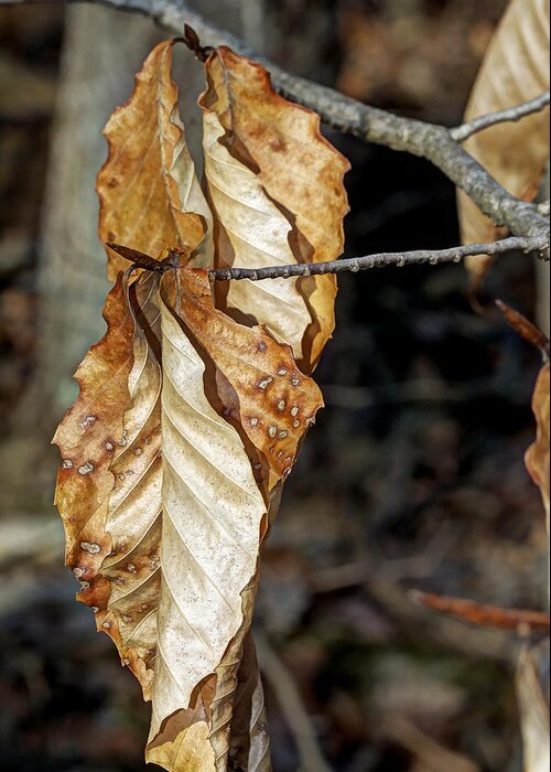 Beech Greeting Card featuring the photograph Old Leaves New Buds by Carol Senske