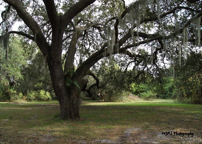 Tree Greeting Card featuring the photograph Old Oak Hammock by Walter Rickard
