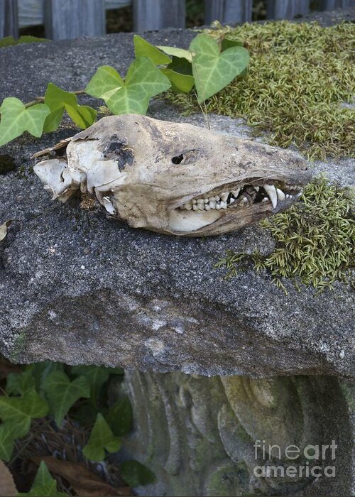 Possum Greeting Card featuring the photograph Old Opossum Skull on the Garden Bench by MM Anderson