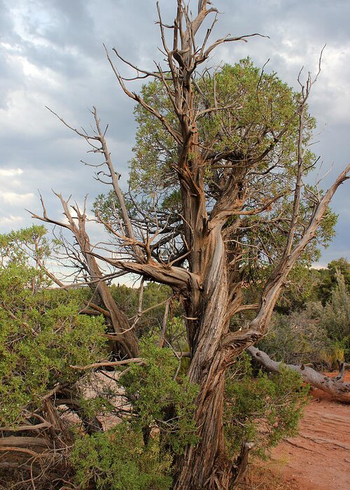 Colorado National Monument Greeting Card featuring the photograph Old Tree 3 Colorado National Monument by Mary Bedy